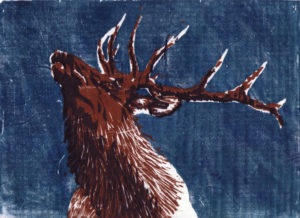 Elk