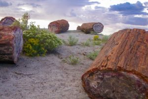 Fossilized logs in the Petrified Forest in Arizona