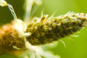 Grass seed in Upstate New York