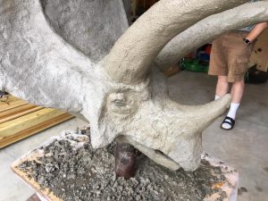 Close up view of the ferrocement triceratops head.