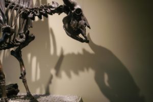 Bison skeleton at the La Brea Tar Pits