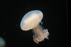 Blubber jellyfish at the Monterey Bay Aquarium