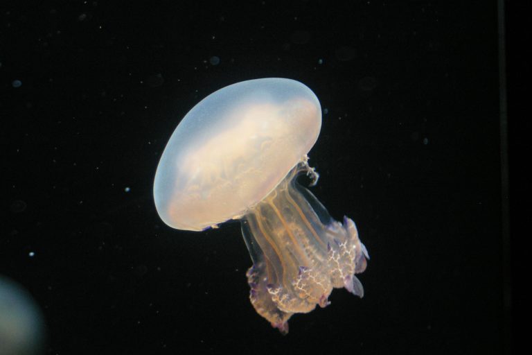 Blubber jellyfish at the Monterey Bay Aquarium • El Octopus Grande