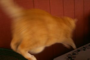 Cat jumping off table