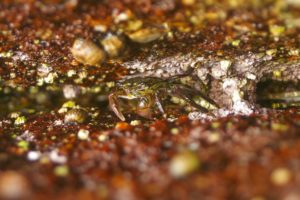 Crab in rock crevice in Asilomar State Beach