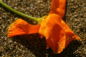 California poppy on Limantour Beach in Point Reyes