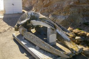 Grey Whale skull in Point Reyes