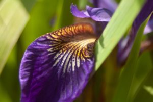 Bearded Iris in Upstate New York