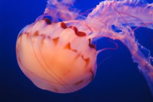 Close up view of a sea nettle in the Monterey Bay Aquarium