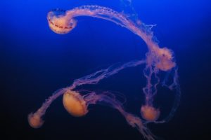 Sea nettles in the Monterey Bay Aquarium