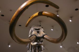 Mammoth skeleton at the La Brea Tar Pits