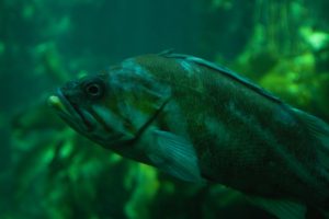 Rockfish at the Monterey Bay Aquarium