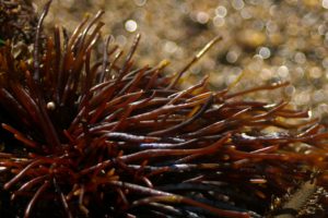 Seaweed on the beach in Point Reyes