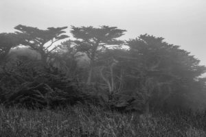 Trees in the fog at Point Lobos