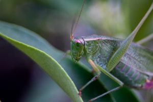 Katydid on kumquat