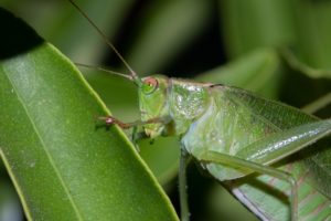 Katydid on kumquat