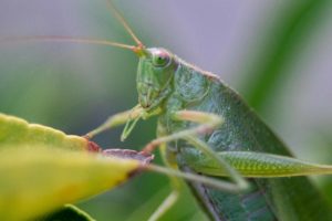 Katydid on kumquat