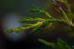 Juniper needles