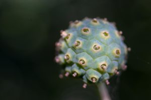 Unripe Kousa dogwood fuit