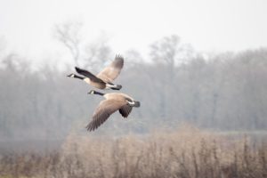 Flying Geese