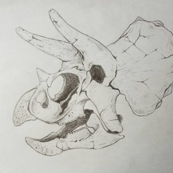 Triceratops Tattoo Sketch